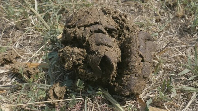 Closeup of brown cow dung on grass with insects on sunny day
