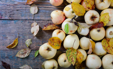 Ripe apples with fallen leaves .