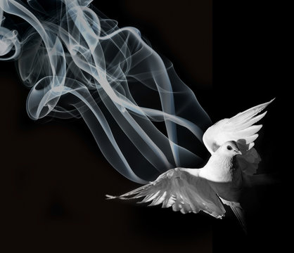  a white pigeon on a black background