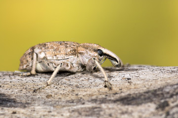 Weevil Beetle