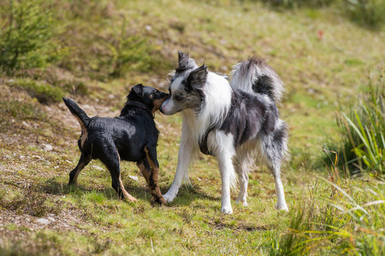 Hundebegegnung