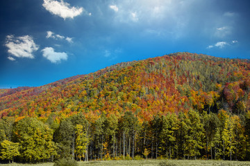 Naklejka premium View at forest of South Silesia