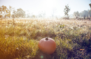 Pumpking on green grass in morning time