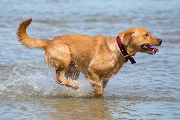 Hund rast durchs Meer