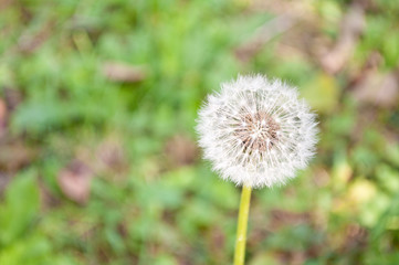 dandelion