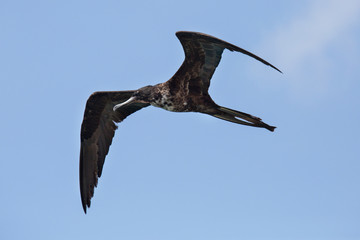 Fregattvogel auf ABC-Inseln (Niederländische Antillen)