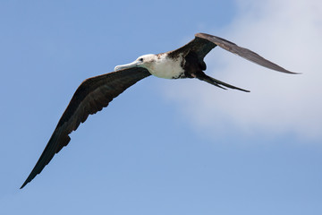 Fregattvogel auf ABC-Inseln (Niederländische Antillen)