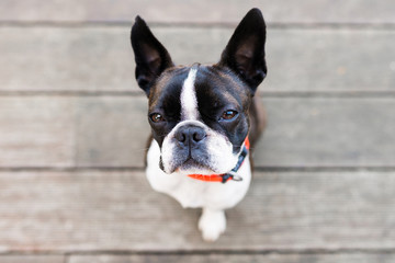 Boston terrier dog on brown terrace looking at camera