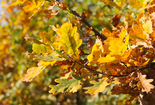 yellow leaves of oak tree on sunny autumn day