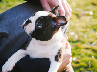 Young Boston Terrier Puppy Playing Outside