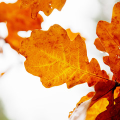 oak leaves close-up on a light background of a cloudy sky