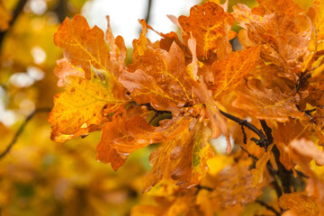 Wet oak leaves close-up, on a rainy cloudy day against a forest background. Abstraction, selective focus