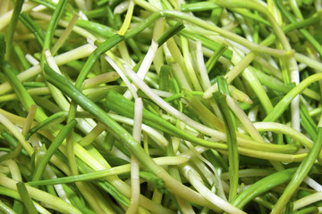 Fresh harvest of spring ramson or wild leek stems
