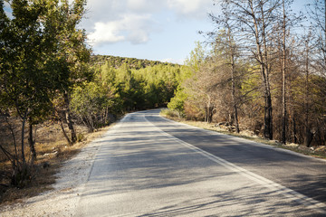empty road in forest