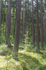Fototapeta na wymiar forest in bavaria