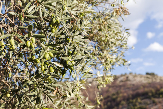 one olive tree