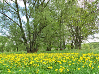 Frühling auf der Wiese