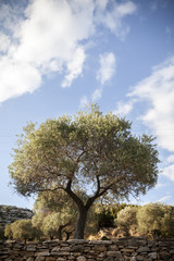 one olive tree