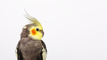 Portrait of a grey cockatiel Nymphicus hollandicus in front of white background