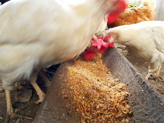 A group of pasture raised chickens peck for feed on the ground
