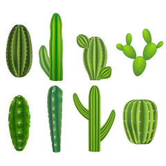 Realistic Detailed Green Cactus Plants Set. Vector