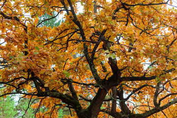 autumnal branches of an oak close-up, against a background of a coniferous forest and a cloudy sky