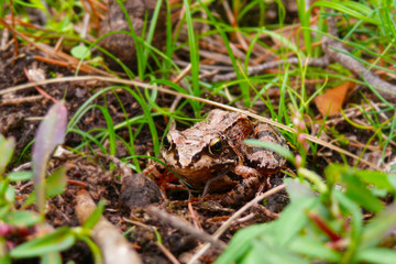 frog jump grass