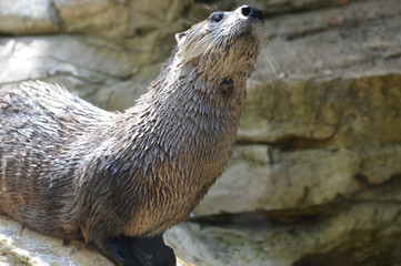 River Otter