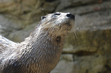 River Otter