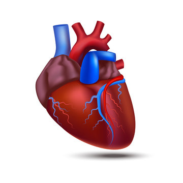 Realistic Detailed 3d Human Anatomy Heart. Vector