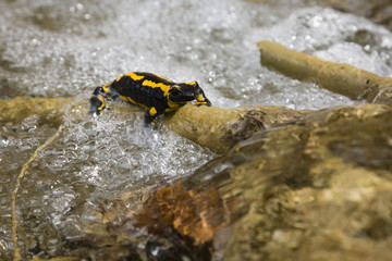Salamander, Feuersalamander im Wasser