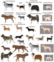 Collection of different breeds of dogs