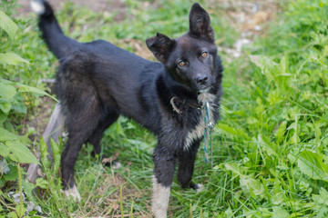 little black puppy looks at you pet him