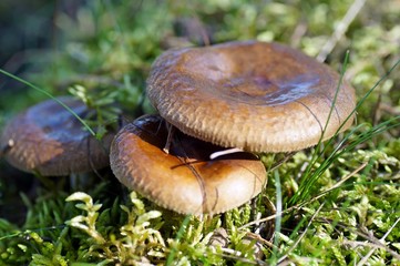 Ein Täubling im Moos