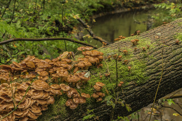 Poisonous mushroom on old trunk of fallen tree