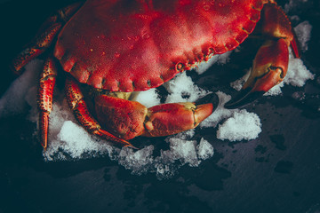 Big crab on snow
