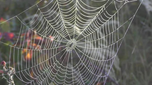 Tautropfen auf Spinnennetz