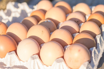 eggs are in the tray in the sun fresh country