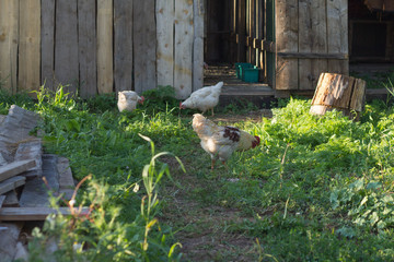 the rooster and hen walking in the village on the grass, eating the summer sun