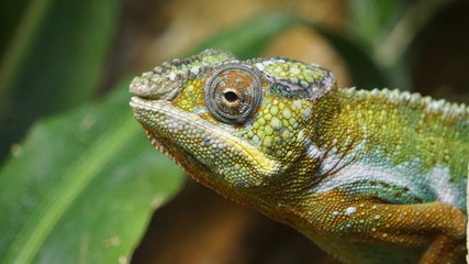 Camaleonte