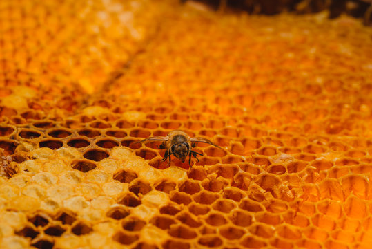 busy honey bee