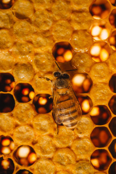 busy honey bee