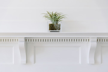 Plant on Mantle