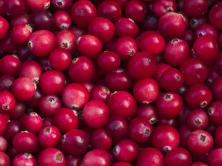 Gathered ripe cranberries background