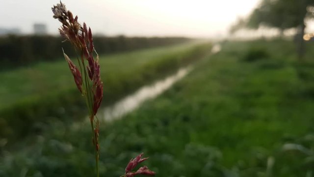 una mattina d autunno con nebbia e rugiada sulle piante in un campo di campagna