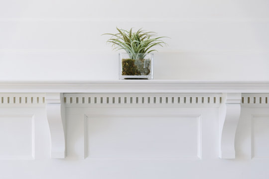 Plant On Mantle