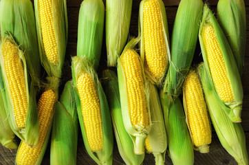Fresh corn on cobs on vintage rustic wooden background, closeup, top view, copy space