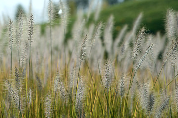 Pennisetum green grass