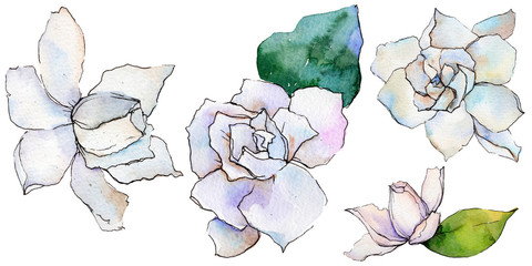 Wildflower gerbera flower in a watercolor style isolated. Full name of the plant: gerbera. Aquarelle wild flower for background, texture, wrapper pattern, frame or border.