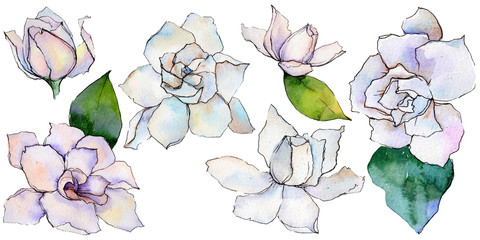 Wildflower gerbera flower in a watercolor style isolated. Full name of the plant: gerbera. Aquarelle wild flower for background, texture, wrapper pattern, frame or border.